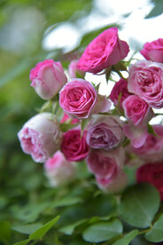 月季花