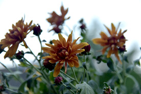 菊花