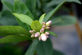 柠檬花