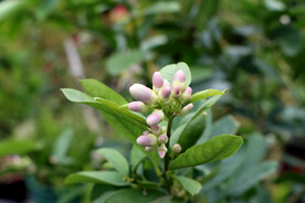 柠檬花