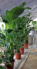 天堂鸟
