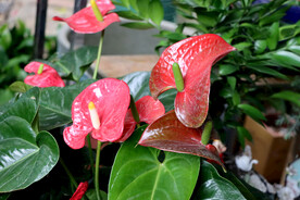 红掌花