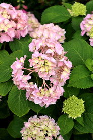 绣球花