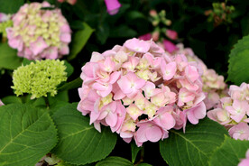 绣球花