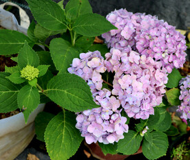 绣球花