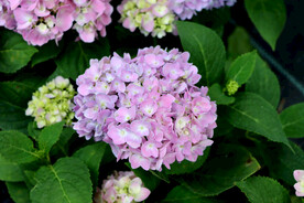 绣球花