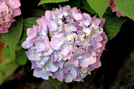 绣球花