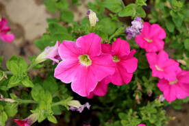 牵牛花