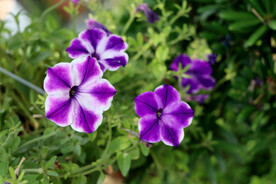 牵牛花