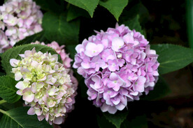 绣球花