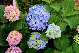绣球花