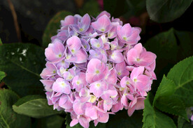 绣球花