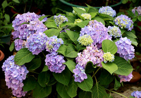 绣球花