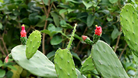 仙人掌花