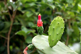 仙人掌花