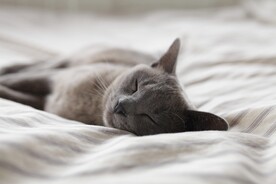 睡觉的黑猫摄影