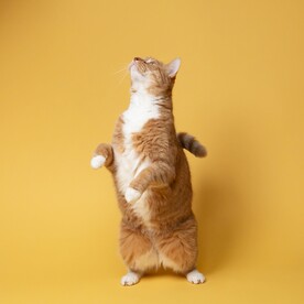 黄猫特写摄影