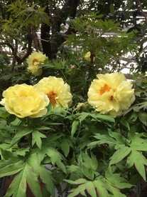 花卉摄影