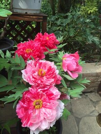 花卉摄影