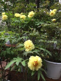 花卉摄影