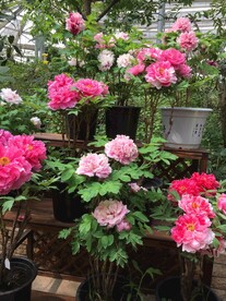 花卉摄影