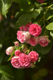 月季花