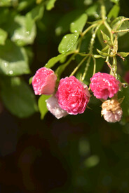 月季花