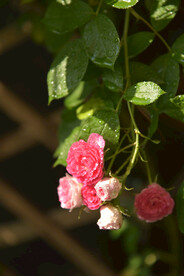 月季花