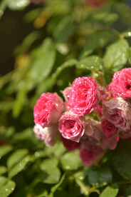 月季花