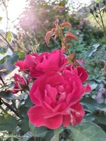 月季花