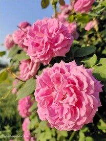月季花