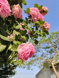 月季花