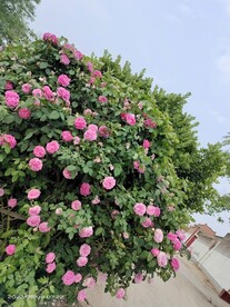 月季