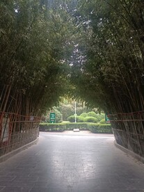 竹子小路