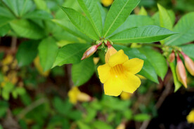 黄蝉花