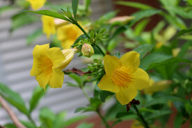黄蝉花
