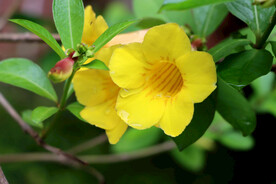 黄蝉花