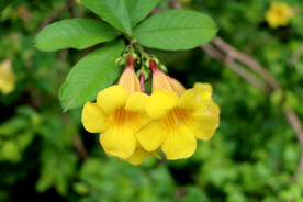 黄蝉花