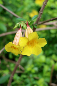 黄蝉花