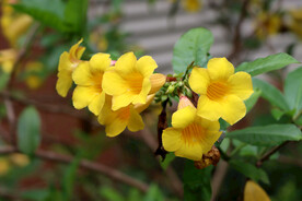 黄蝉花