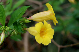 黄蝉花