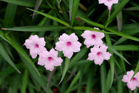 蓝花草