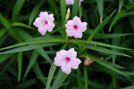 蓝花草