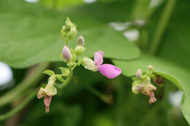 四季豆花