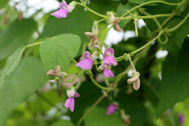 四季豆花
