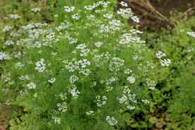 野生小白花