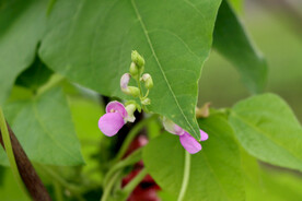 四季豆花