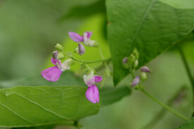 四季豆花