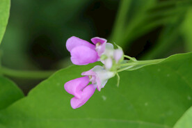 四季豆花
