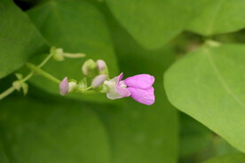 四季豆花